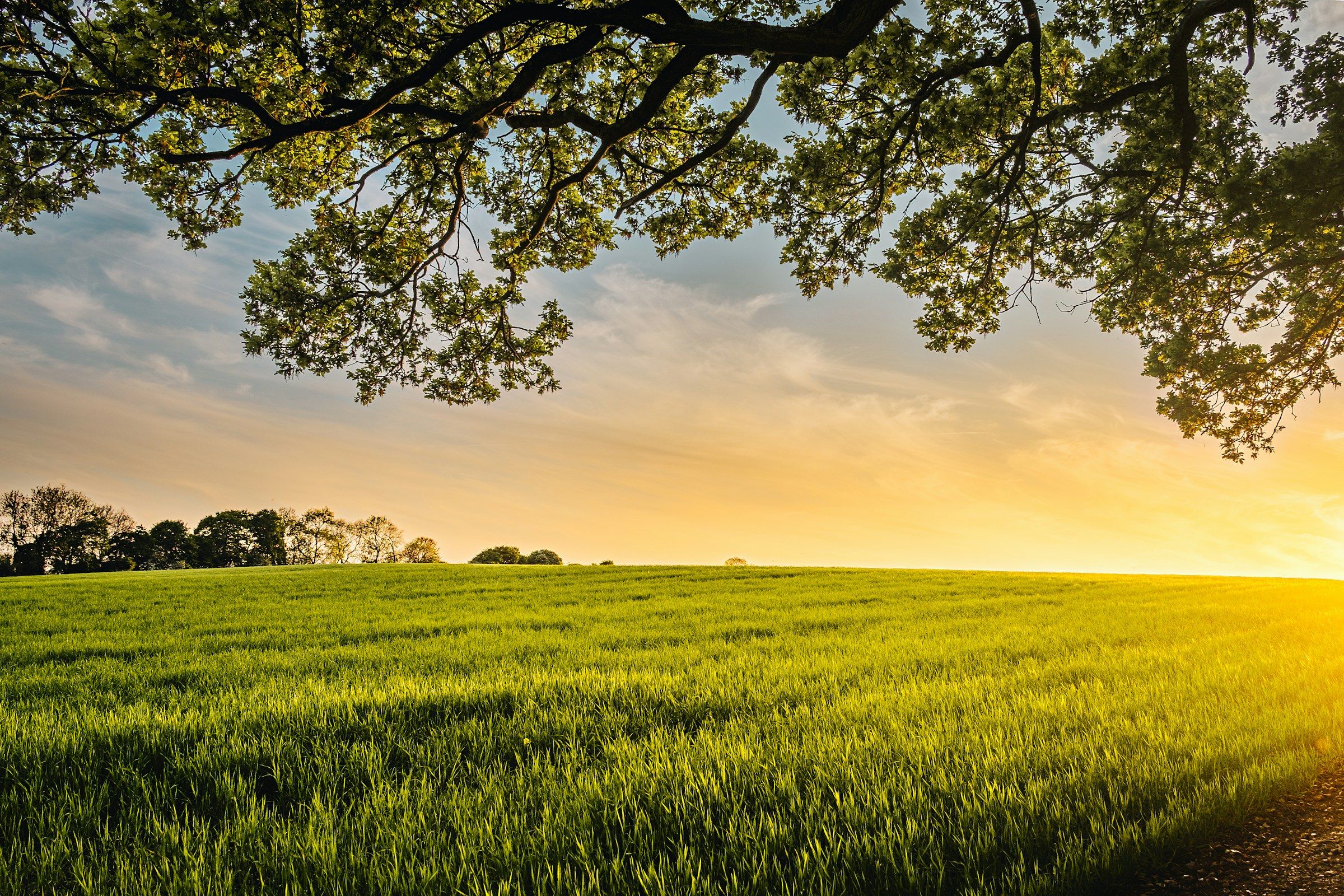 Sun setting over an open green field framed by tree branches