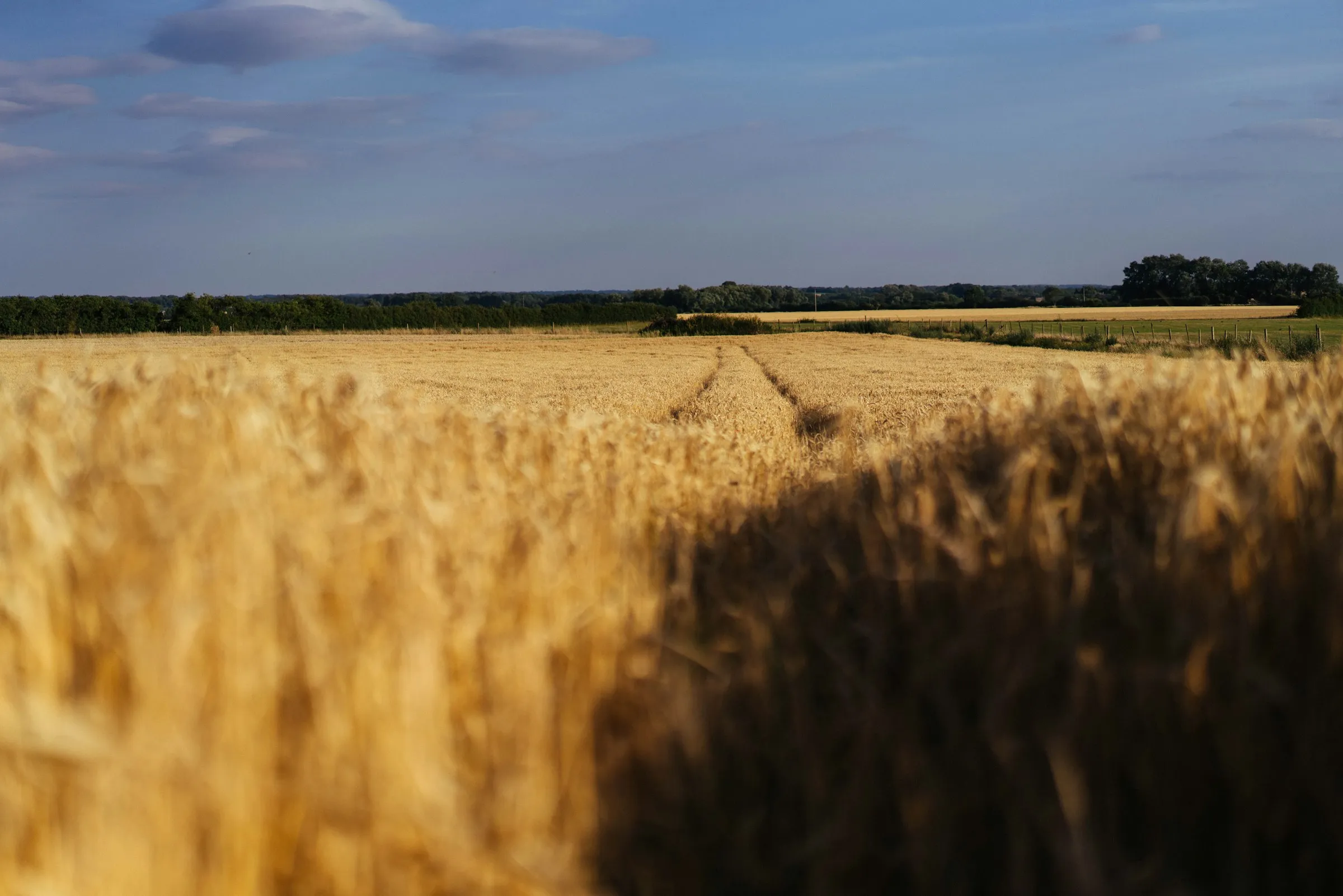 Golden wheat field stretching to a distant tree line